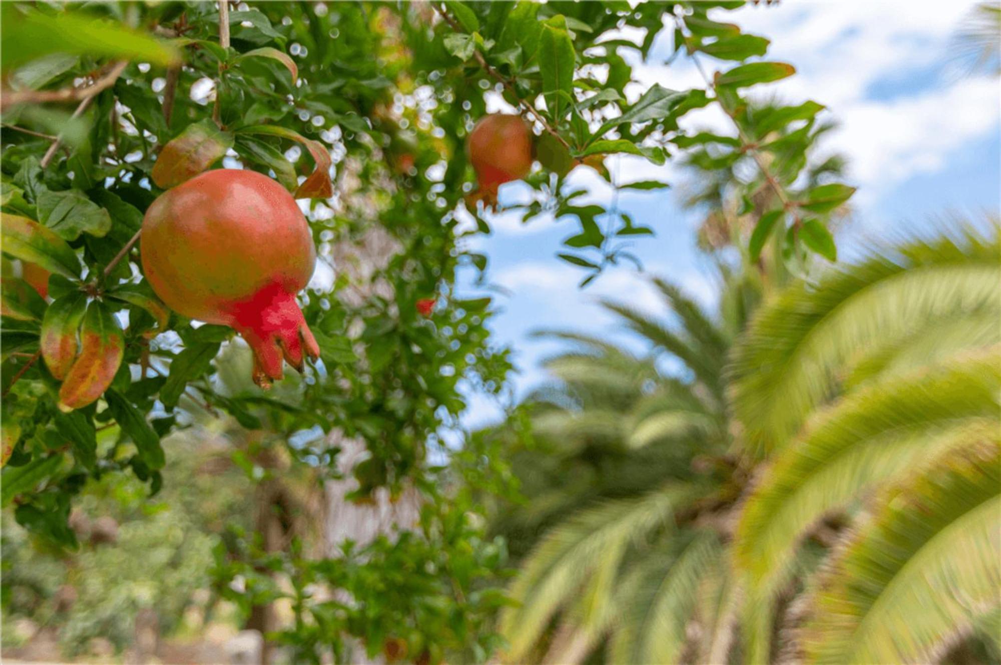 Paraiso Del Molinero Bajo Mogán Dış mekan fotoğraf
